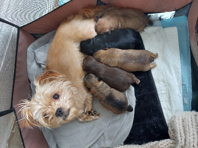 Shih Tzu – puppys