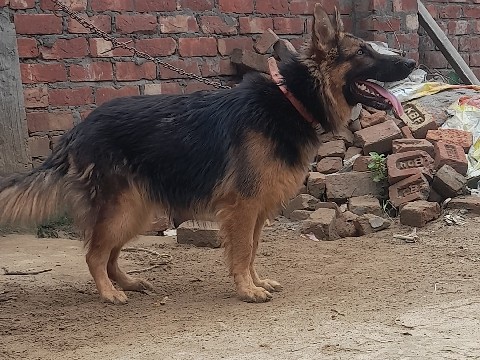 German Shepherd – Long hair zarman shepherd female – Saharanpur