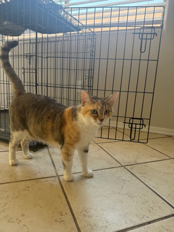 Russian White, Black and Tabby – pretty kitty needs a new home