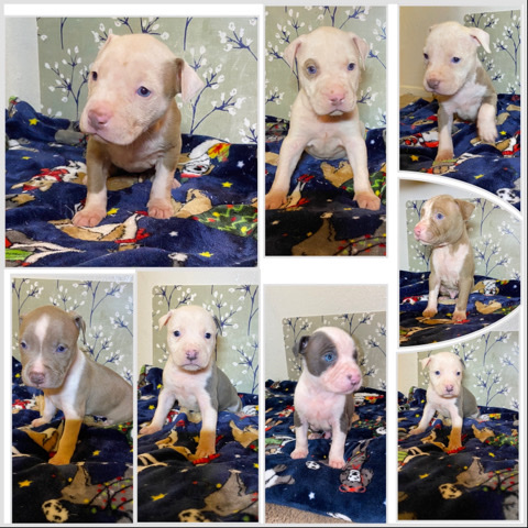 American Pit Bull Terrier – PitBull Puppies