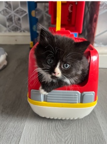 3 long haired kittens