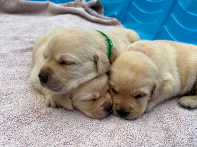 Labrador Retriever – Labrador Retriever Litter!