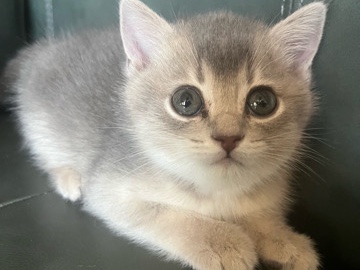 Scottish Fold – British Straight Hair x Scottish Fold Kitten – Antelope