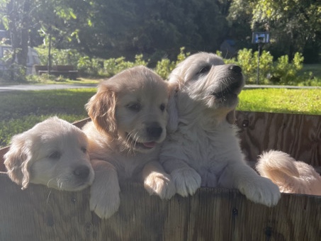 Golden Retriever – NorCal Golden Retriever Puppies – Pioneer