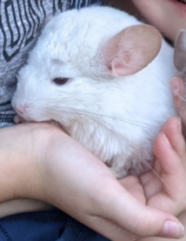 chinchilla – White Chinchilla