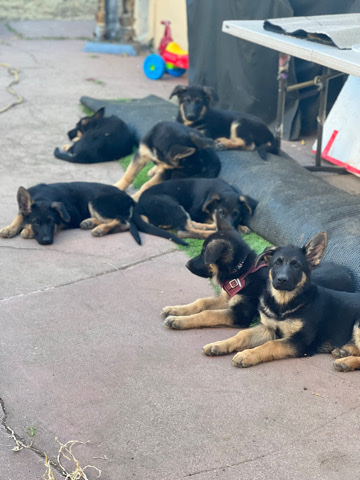 German Shepherd – shepherds puppy