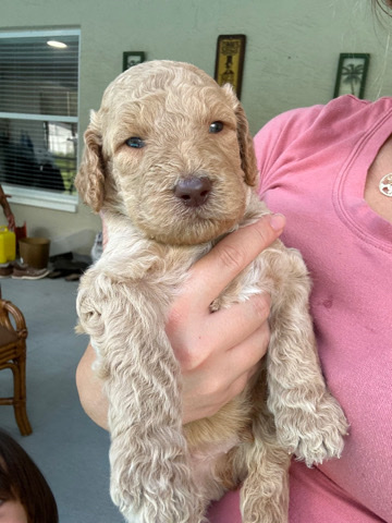 Golden Retriever – Golden doodles