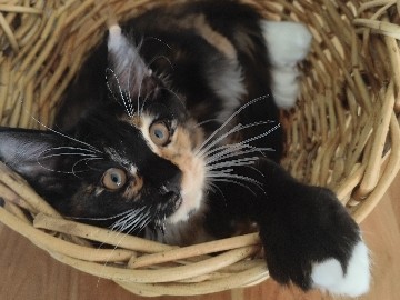 Maine Coon – Maine coon kitten – Kalapa