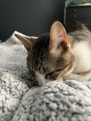 American Shorthair – Super Cuddly Male Cat!