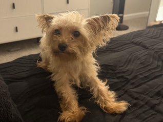 Yorkie Poo – yorkie poo – Newport News