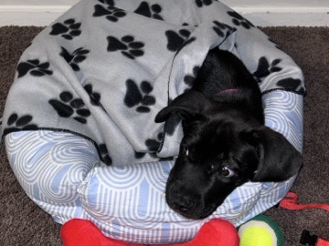 Labrador Husky – husky lab mix puppy – Columbus