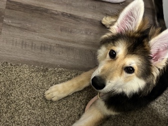 German Shepherd – Beautiful tricolor German Shepherd puppy – Arlington