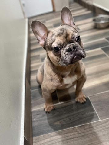 French Bulldog – Merle French bulldog