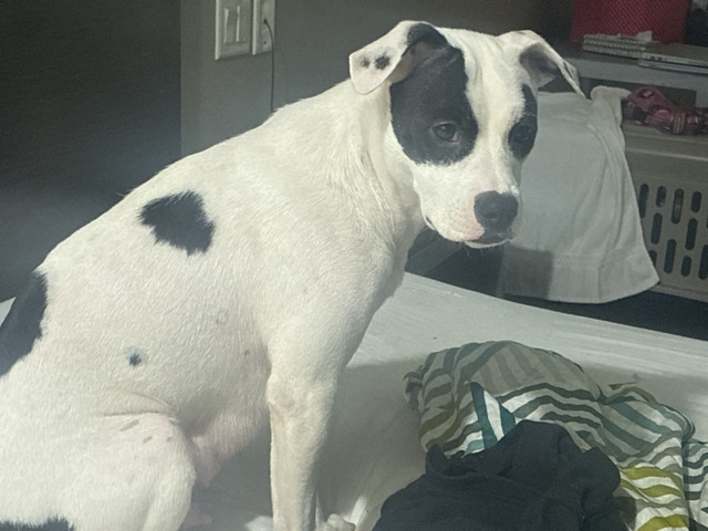 Mixed Breed – Energetic Mixed Breed Dog – 1 Year Old in Houston – Houston