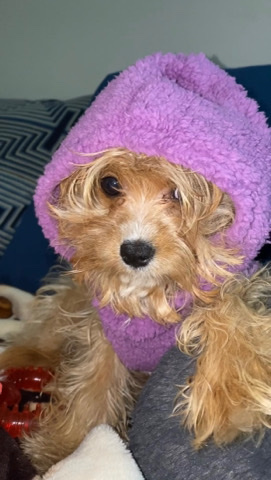 Nylah - Cavapoo
