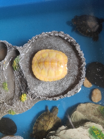 Any – Golden tortiese