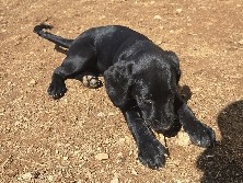 German Shorthaired Pointer – Puppy needing to be rehomed – Duluth