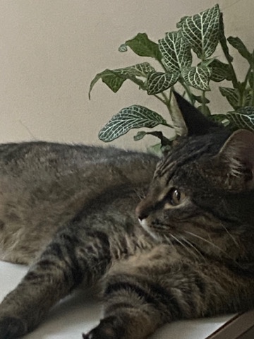 Russian White, Black and Tabby – Cat Rehome