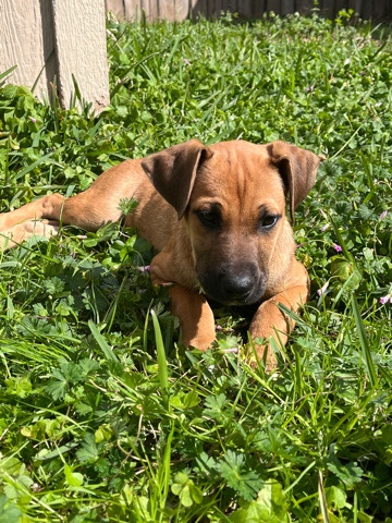 German shepherd/pitbull mix