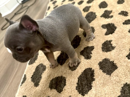 French Bulldog – French bulldog