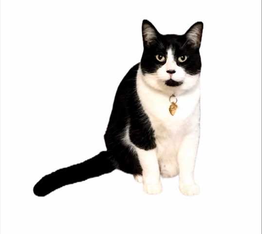 American Shorthair – Minnie