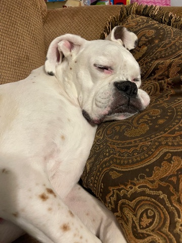 American Bulldog – Meet Bravo the loaf like doggo