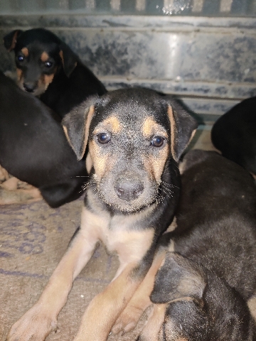 Doberman Pinscher – I am selling Doberman male and female puppies