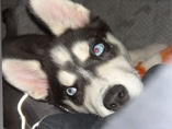 Siberian Husky – Sweet 6-Month Husky Mix Looking for Loving Home 🐾 – Columbus