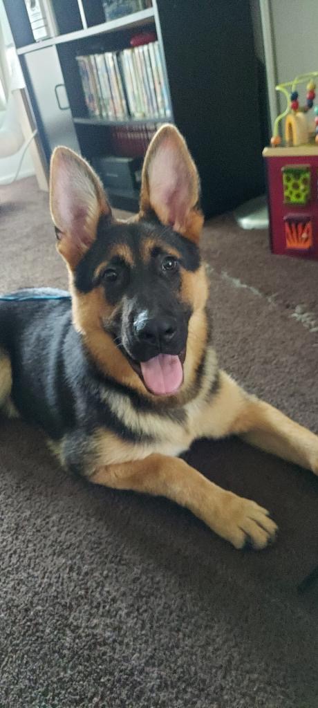German Shepherd – Six month German Shepherd