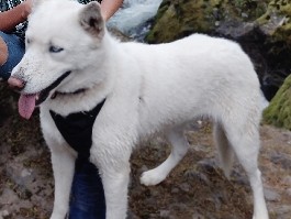 Siberian Husky – rehoming free – Roy