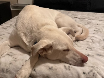Golden Retriever – Need a new Home – Las Vegas