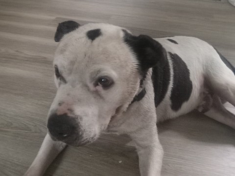 Mixed Breed – looking for good home for a very friendly senior dog – Spring Lake