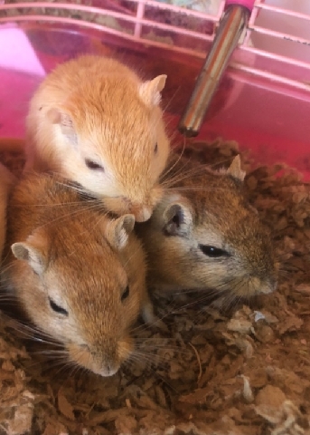 hamster – gerbils