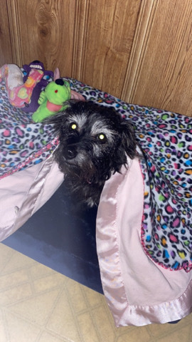 Dachshund – dog (MUTT) for FREE