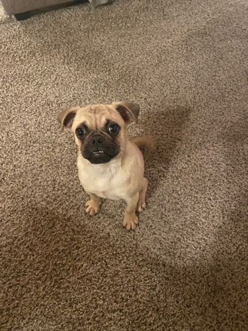 Pug – Pug named Precious