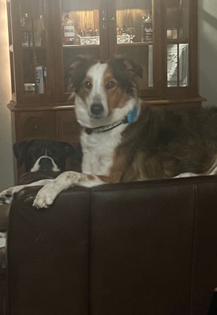 English Shepherd – Sadie