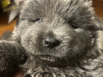 Chow Chow – Blue Chow Chow Puppy – New York