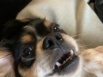 Cavalier King Charles Spaniel – we can negotiate price if needed – Long Beach