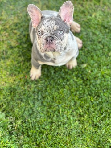 French Bulldog – French Bulldog