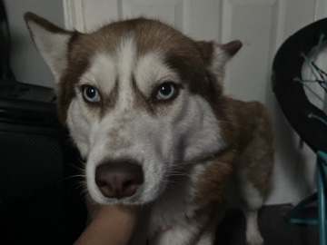 Siberian Husky – Stunning 5-Year-Old Siberian Husky for Sale – Pawtucket – Pawtucket