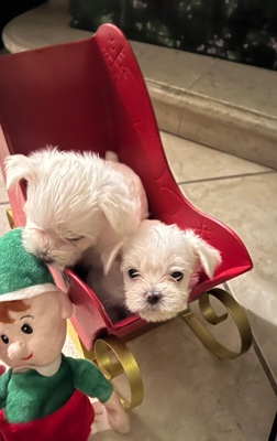 Maltese – Maltese puppies
