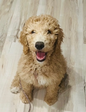 Golden Retriever – Goldendoodle