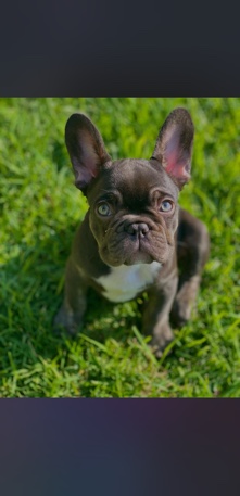 French Bulldog – chocolate rojo French bulldog for rehome