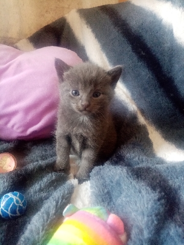 Persian (Modern) – persian x bombay kittens