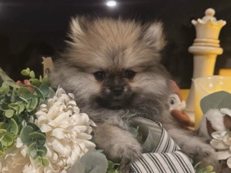Rehoming AKC Pomeranian Puppy (OrangeCounty)