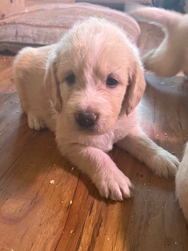Labrador Retriever – Labradoodles for sale Tucson Arizona