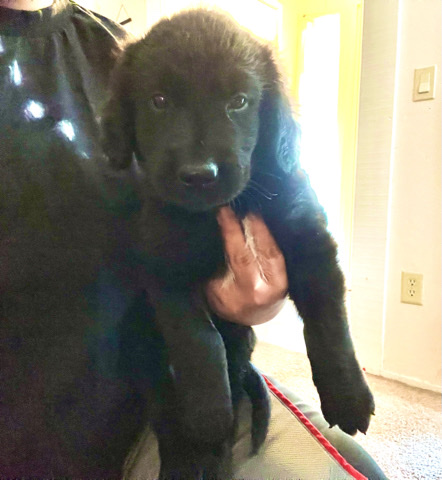 Labrador Retriever – Golden retriever/Lab Male pup