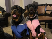 Rottweiler – Looking for new home – South Bend