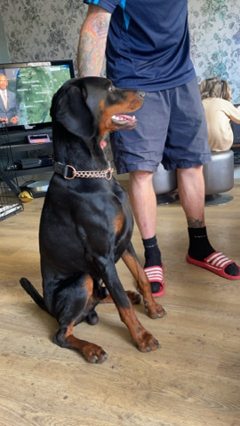 Doberman Pinscher – Male Doberman 1 years old