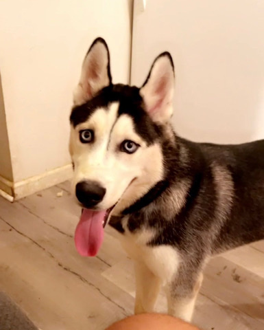 Siberian Husky – sell